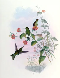 Eriocnemis aline = Syn